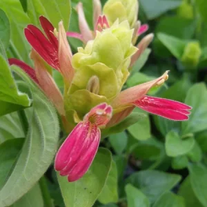 Shrimp Plant 'Fruit Cocktail' Live Starter Plants, Beloperone guttata, 3-Pack, 4-6 Inches Tall, Multi-Colored Blooms - Image 2