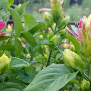 Shrimp Plant 'Fruit Cocktail' Live Starter Plants, Beloperone guttata, 3-Pack, 4-6 Inches Tall, Multi-Colored Blooms - Image 3