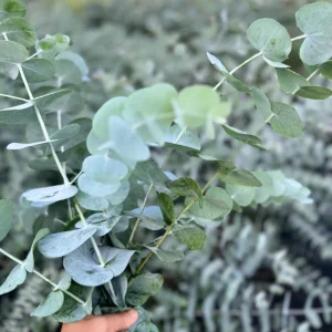 Silver Dollar Eucalyptus Live Plant, 3 inch Pot, Indoor/Outdoor - Image 2