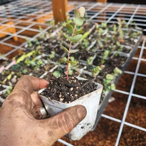 Silver Dollar Eucalyptus Live Plant, 3 inch Pot, Indoor/Outdoor - Image 3