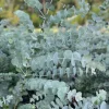 Silver Dollar Eucalyptus Live Plant, 3 inch Pot, Indoor/Outdoor - Image 1