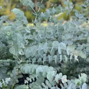 Silver Dollar Eucalyptus Live Plant - 5 inch Pot - Indoor/Outdoor Foliage - Image 2