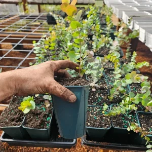 Silver Dollar Eucalyptus Live Plant - 5 inch Pot - Indoor/Outdoor Foliage - Image 3