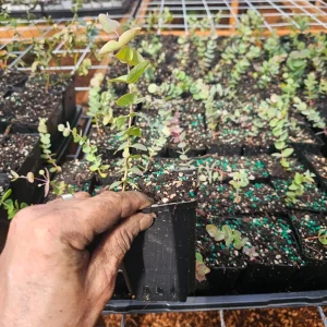 Silver Dollar Eucalyptus Live Plant - 5 inch Pot - Indoor/Outdoor Foliage - Image 4