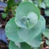 Silver Dollar Eucalyptus Live Plant - 5 inch Pot - Indoor/Outdoor Foliage - Image 1