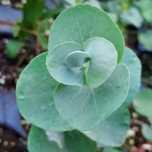 Silver Dollar Eucalyptus Live Plant - 5 inch Pot - Indoor/Outdoor Foliage - Image 1