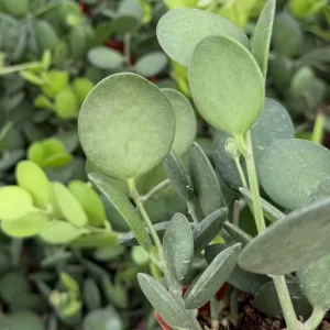 Silver Dollar Vine Live Plant - Xerosicyos Danguyi - Trailing Succulent in 4 Inch Pot - Image 2