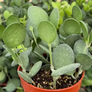 Silver Dollar Vine Live Plant - Xerosicyos Danguyi - Trailing Succulent in 4 Inch Pot - Image 3