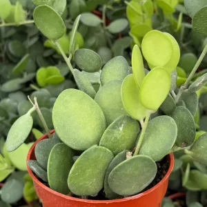 Silver Dollar Vine Live Plant - Xerosicyos Danguyi - Trailing Succulent in 4 Inch Pot - Image 1