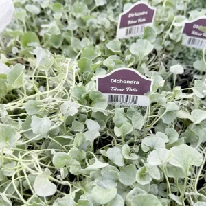 Silver Falls Dichondra Live Plant Trailing Houseplant 4 inch Pot Indoor Outdoor - Image 2