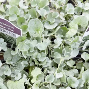 Silver Falls Dichondra Live Plant Trailing Houseplant 4 inch Pot Indoor Outdoor - Image 3