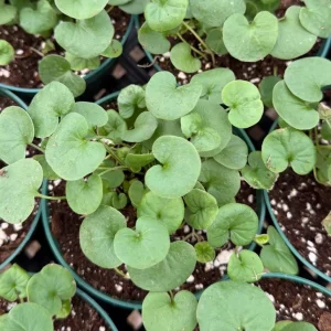 Silver Falls Dichondra Live Plant Trailing Houseplant 4 inch Pot Indoor Outdoor - Image 4