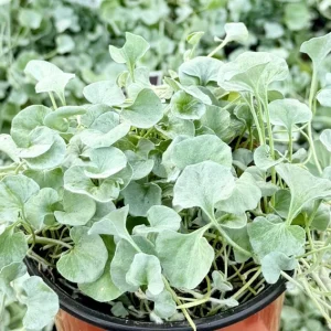Silver Falls Dichondra Live Plant Trailing Houseplant 4 inch Pot Indoor Outdoor - Image 1