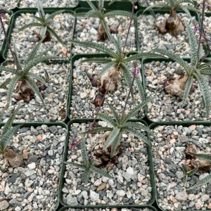 Silver Squill Live Plant – Ledebouria Socialis – 3 inch Pot – Potted Houseplant - Image 2