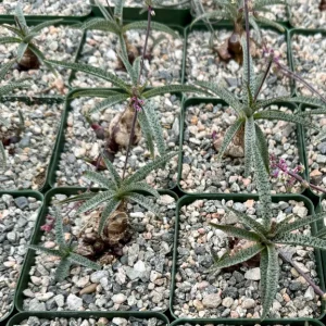 Silver Squill Live Plant – Ledebouria Socialis – 3 inch Pot – Potted Houseplant - Image 3