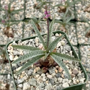 Silver Squill Live Plant – Ledebouria Socialis – 3 inch Pot – Potted Houseplant - Image 1