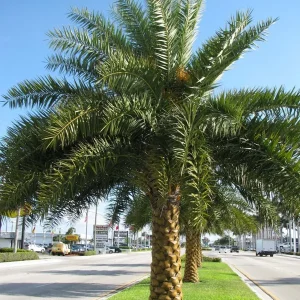 Silvester Date Palm Live Plant – 8-10in Tall – Half Gallon Pot – Outdoor - Image 1