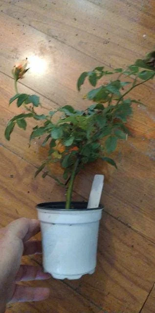 Simsalabim Multi Color Rose Live Plant - Rare Starter, 4 inch Tall - Image 2