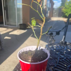 Simsalabim Multi Color Rose Live Plant - Rare Starter, 4 inch Tall - Image 3