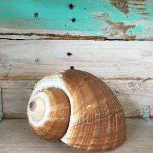 Single Seashell Decor - Ethically Sourced Natural Shell for Wedding Favors & Terrariums, 1-3 inches - Image 2