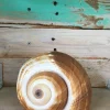 Single Seashell Decor - Ethically Sourced Natural Shell for Wedding Favors & Terrariums, 1-3 inches - Image 1