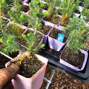 Sitka Spruce Live Tree - Small Conifer Evergreen in 3 inch Pot - Image 1