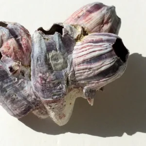 Small Barnacle Planter - Coastal Home Decor Accent - 3-5 inches - Image 2