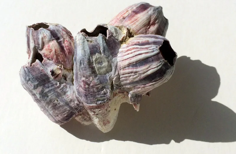 Small Barnacle Planter - Coastal Home Decor Accent - 3-5 inches - Image 2