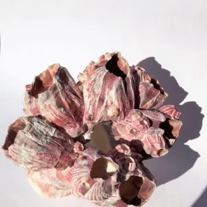 Small Barnacle Planter - Coastal Home Decor Accent - 3-5 inches - Image 3