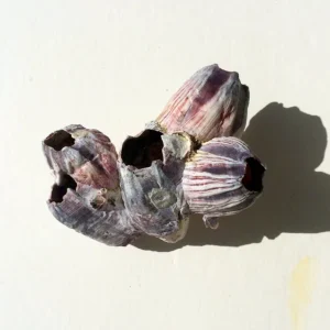 Small Barnacle Planter - Coastal Home Decor Accent - 3-5 inches - Image 4