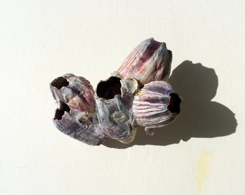 Small Barnacle Planter - Coastal Home Decor Accent - 3-5 inches - Image 4