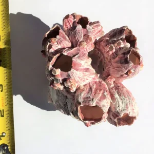 Small Barnacle Planter - Coastal Home Decor Accent - 3-5 inches - Image 8