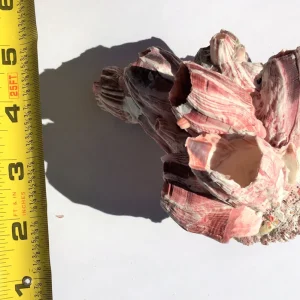 Small Barnacle Planter - Coastal Home Decor Accent - 3-5 inches - Image 9