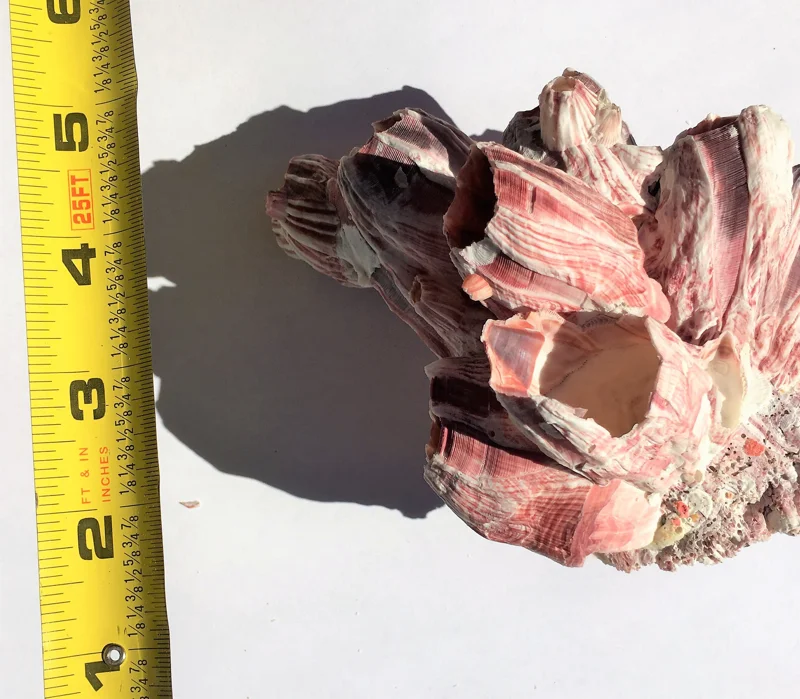 Small Barnacle Planter - Coastal Home Decor Accent - 3-5 inches - Image 9