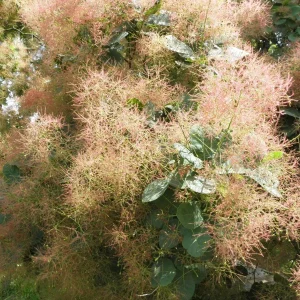 Smokebush Live Plant - Cotinus Deciduous Shrub, 5-7 Inch Tall, USDA Zones 5-9 - Image 1