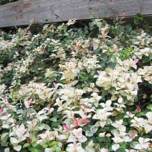 Snow Jasmine Live Starter Plant - Fragrant White Blooms - Evergreen Shrub - Cold Hardy - Image 2