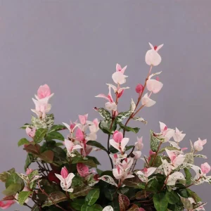 Snow Jasmine Live Starter Plant - Fragrant White Blooms - Evergreen Shrub - Cold Hardy - Image 3