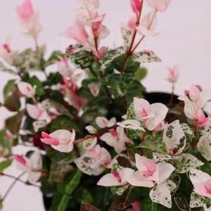 Snow Jasmine Live Starter Plant - Fragrant White Blooms - Evergreen Shrub - Cold Hardy - Image 4