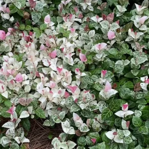 Snow Jasmine Live Starter Plant - Fragrant White Blooms - Evergreen Shrub - Cold Hardy - Image 5