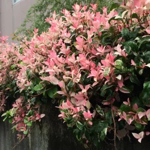Snow Jasmine Live Starter Plant - Fragrant White Blooms - Evergreen Shrub - Cold Hardy - Image 6