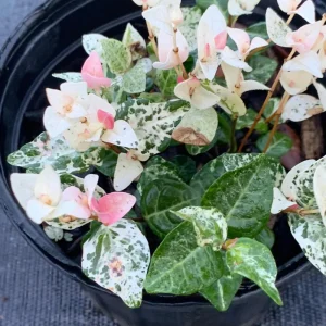 Snow Jasmine Live Starter Plant - Fragrant White Blooms - Evergreen Shrub - Cold Hardy - Image 7