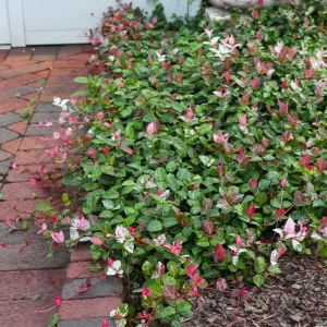 Snow Jasmine Live Starter Plant - Fragrant White Blooms - Evergreen Shrub - Cold Hardy - Image 8