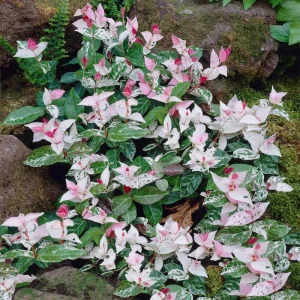 Snow Jasmine Live Starter Plant - Fragrant White Blooms - Evergreen Shrub - Cold Hardy - Image 1