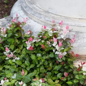 Snow Jasmine Live Starter Plant - Fragrant White Blooms - Evergreen Shrub - Cold Hardy - Image 9