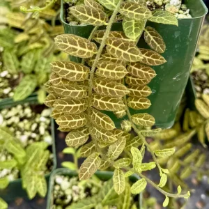 Solanum evolvulifolium Live Plant & Rare Tropical Vine in 4 inch Pot - Image 2