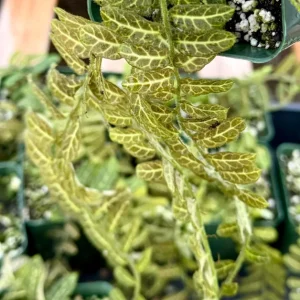 Solanum evolvulifolium Live Plant & Rare Tropical Vine in 4 inch Pot - Image 3