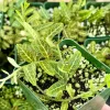 Solanum evolvulifolium Live Plant & Rare Tropical Vine in 4 inch Pot - Image 1