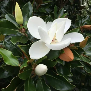 Southern Magnolia Tree - Magnolia Grandiflora - Evergreen Live Plant - 7-inch Height - Outdoor - Image 2