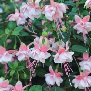Southgate Fuchsia Live Plant – 4in Pot – Vibrant Flowering Shrub - Image 2