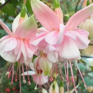 Southgate Fuchsia Live Plant – 4in Pot – Vibrant Flowering Shrub - Image 1